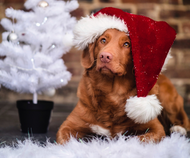 Surviving the Holidays with Pets: Tips for Travel, Treats, and More 