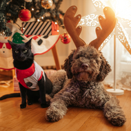 Christmas Gift Guide: Treat Your Furry Friends to the Very Best 