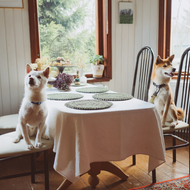 Thanksgiving Meal Scraps Safe For Your Pets