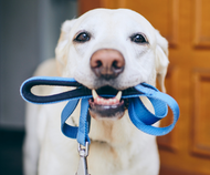 Ready to Successfully Walk Your Dog? Here’s How 