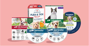 Stop the Itch Before It Starts