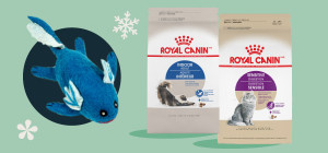 Festive Fun for Felines with Royal Canin