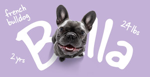 Let's Get to Know Your Pet!