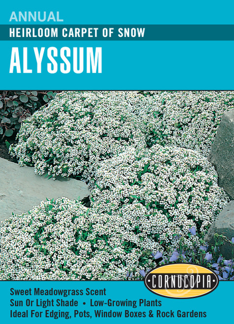 Renee's Garden Annual Heirloom Carpet of Snow Alyssum Flower Seeds 