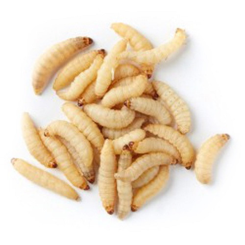 Misc Live Waxworms, 50 ct