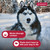 K9 Advantix II Topical Flea & Tick Treatment for Dogs over 55 lbs
