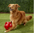 Kong Jumbler Ball Dog Toy