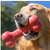 Kong Goodie Bone Dog Toy