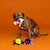 Pet Fringe Studio Halloween Webbed In Mischief Dog Toy 3 pk