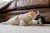 P.l.a.y. Halloween Frenzy Meow-my Kicker Cat Toy 