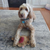 Spot Dura-Fuse Llama Leather Dog Toy, Assorted 9 in