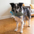 Kong Armor Hammerhead Durable Dog Toy Medium/Large Dog