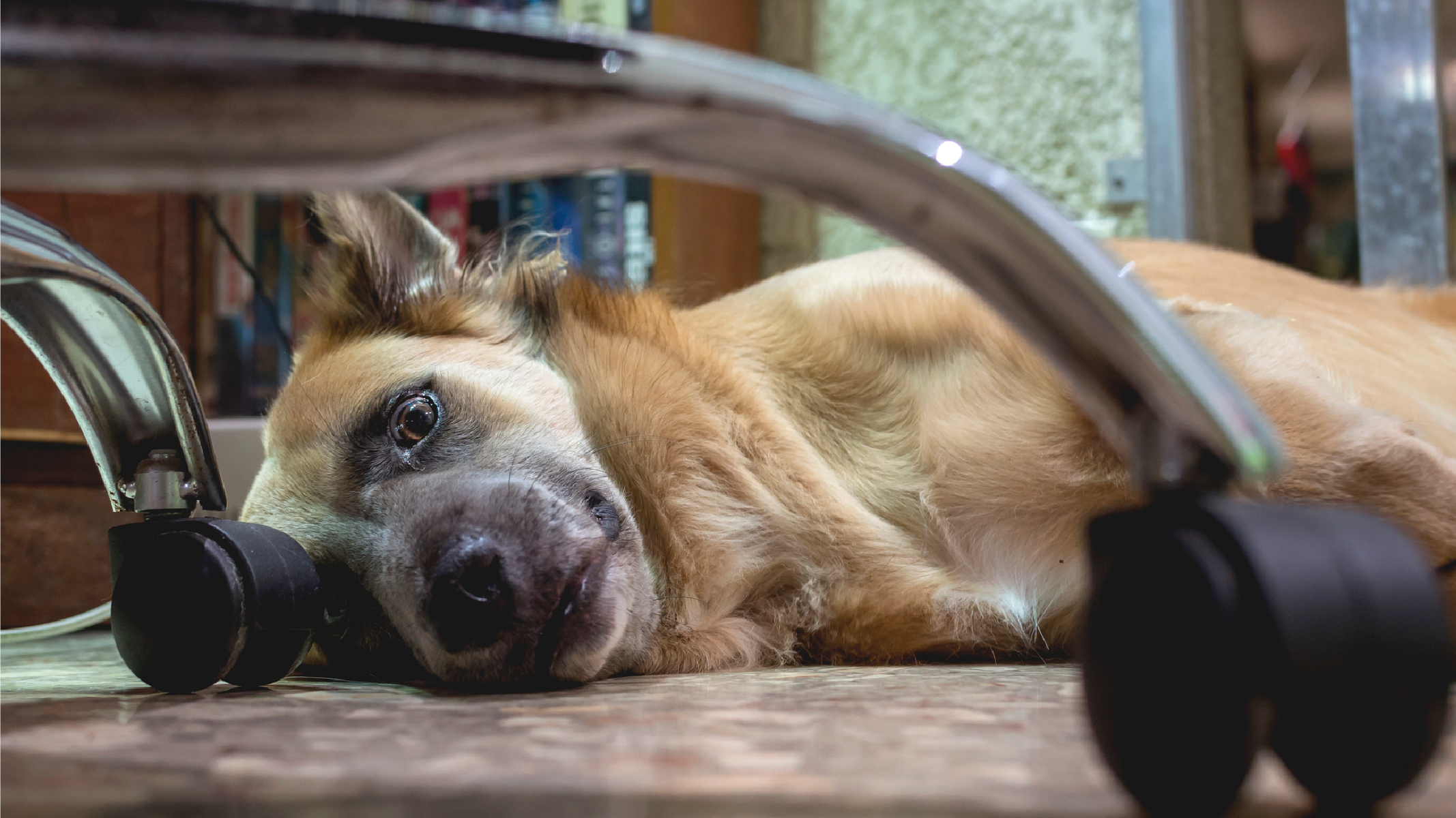 Recognizing Anxiety in Dogs: Symptoms and Solutions - Chow Hound Pet ...