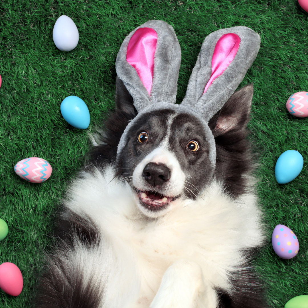 https://cdn11.bigcommerce.com/s-nyt6bnql2y/product_images/uploaded_images/easter-dog.png