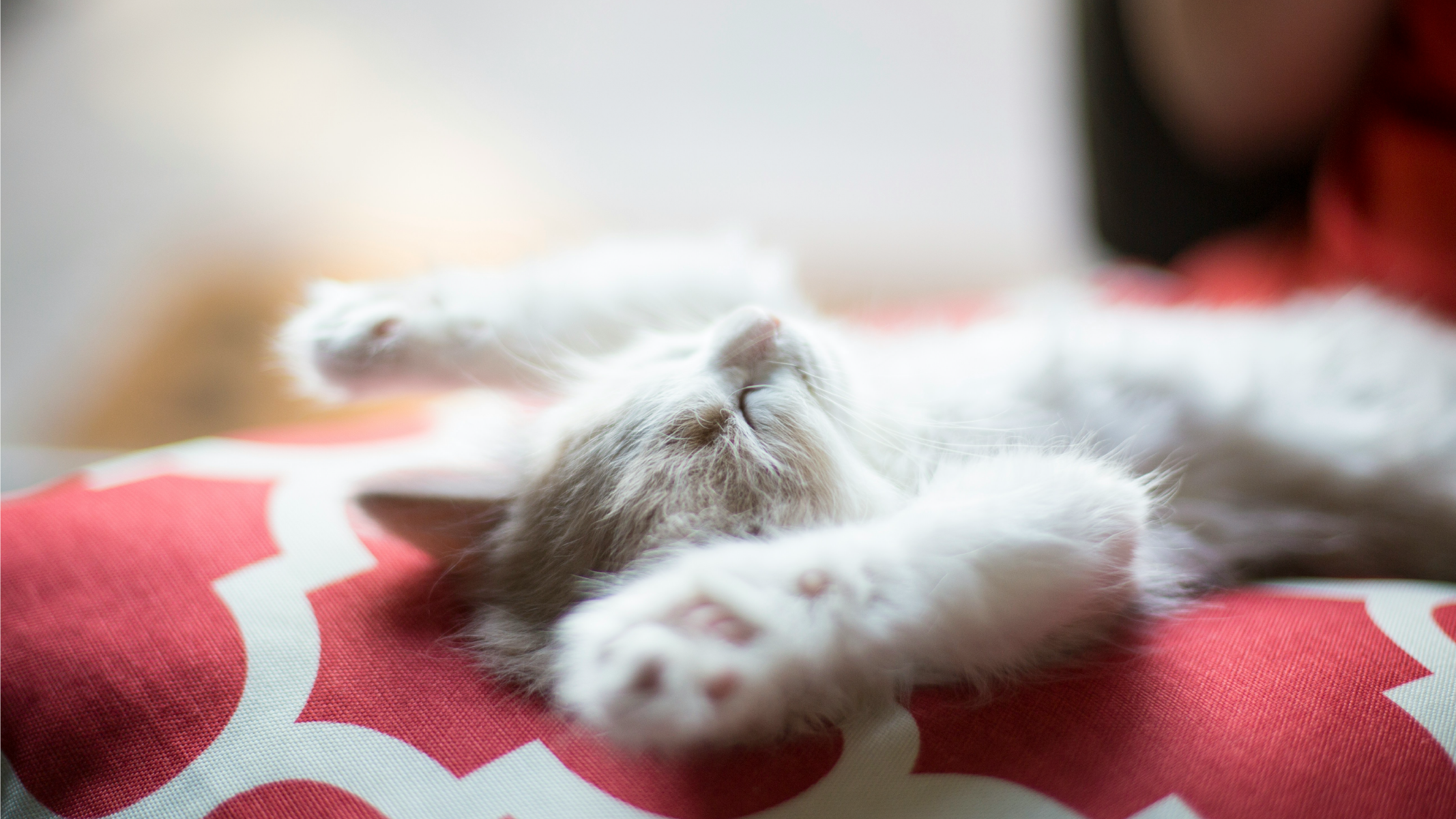 Keeping Your Kitten Healthy Essential Tips for a Happy Life Chow