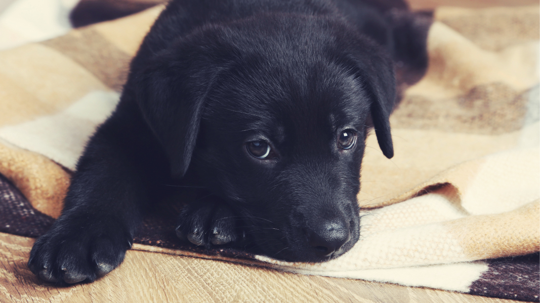 Adjusting Your Puppy to Your Home A Guide to Housebreaking Chow