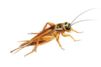 Misc Live Crickets each