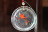 Pine cones and birds glass ornament.