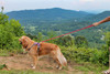 Geno with Red Soft Braided Dog Leash attached to his harness.