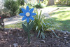 Blue poly flower stake in the flower island.