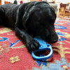Black Lab Chewing on Pop Top Ultra Durable Nylon Dog Chew Toys for Aggressive Chewers