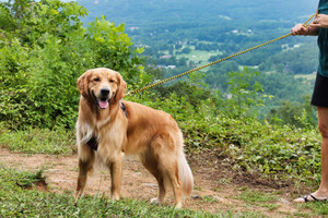Geno on a black and gold Soft Braided Dog Leash representing his favorite sports teams' colors.