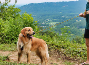 Geno on a black and gold leash