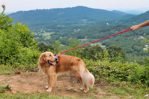 Geno on Red Soft Braided Dog Leash - 4 ft