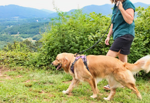 Geno on a black Soft Braided Dog Leash walking with his mom 
