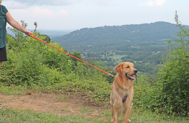 Geno being walked with an orange Soft Braided Dog Leash.