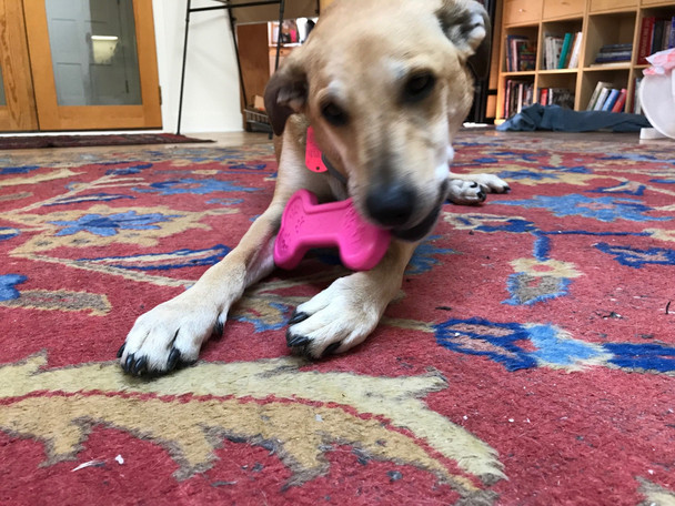 Doggo Going to Town on that Sodapup Pink Bone