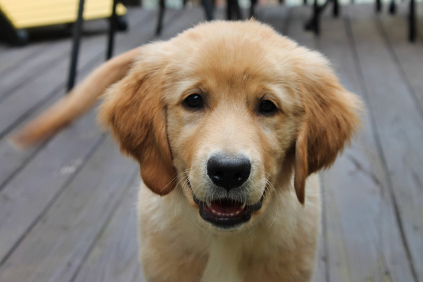 The likeness of Geno and the bird feeder is uncanny!