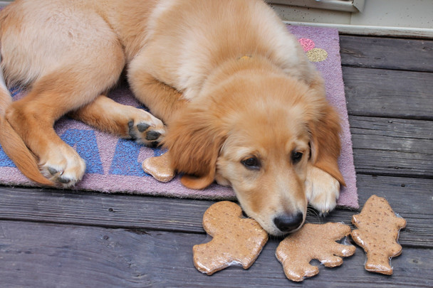 One Tired pup after a busy day of checking in all the treats