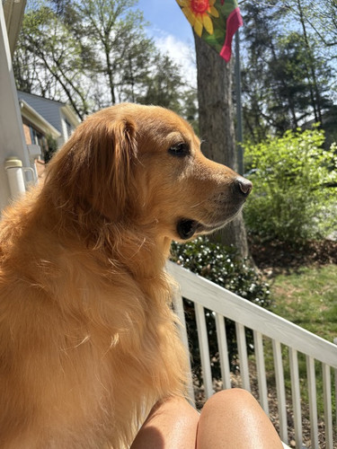 The Importance of our Fur Baby's Health