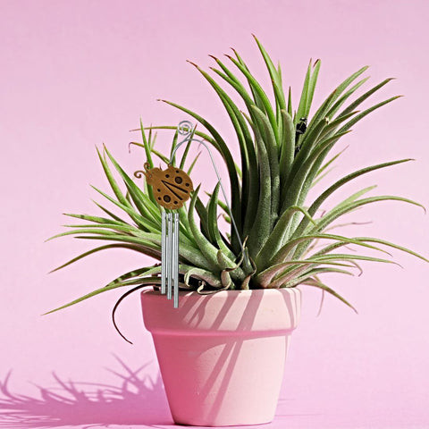 Plant A-Dorn-Ment Musical Chimes for house plants, outdoor plants, gardens, and more. Order today from Harvest Array.