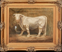 Large 19th Century French Portrait Of A Prize Charolais Bull Cow In A Barn