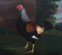 Large 18th Century English Study Of A Cockerel John Nost SARTORIUS (1759-1830)