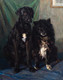 Large early 20th Century English Portrait Of Black Labrador & Collie Dog