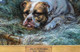 19th Century English Bulldog In Manger Dog Portrait by Samuel BOUGH (1822-1878)