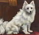 Large Early 20th Century White American Eskimo Dog / German Spitz Portrait