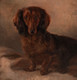 Early 20th Century English Portrait of A Brown Long Haired Dachshund Dog FOSTER