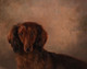 Early 20th Century English Portrait of A Brown Long Haired Dachshund Dog FOSTER