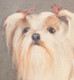 Large 20th Century English Portrait Of A Lhasa Apso Toy Dog by Ruth Bowyer