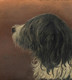 19th Century English portrait of Brutus An Old English Sheepdog - Signed 1899