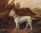 Early 19th Century White English Bulldog Dog Portrait In Landscape Charles TOWNE