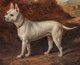 Early 19th Century White English Bulldog Dog Portrait In Landscape Charles TOWNE
