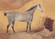 Large 19th Century English Dapple Grey Race Horse In A Stable Portrait