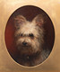 19th Century English School Portrait Of A Yorkshire Terrier Dog "Dante" 1895