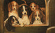 Large 19th Century English School Beagle Puppy Dogs Portrait In A Kennel