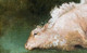 18th Century English Sheep Shorn Fleece Landscape James WARD (1769-1859)
